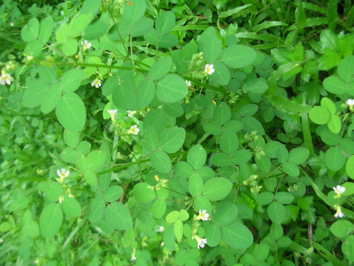 Oxalis barrelieri L.